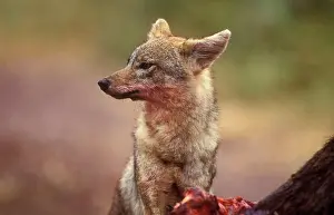 Feed Prints: Common Jackal (Canis Aureus) Feeding on Buffalo Gurongora. Tanzania