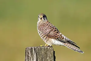 Female Animal Prints: Common kestrel (Falco tinnunculus)
