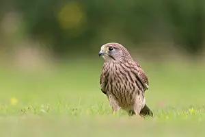 East Anglian Prints: Common Kestrel (Falco tinnunculus) juvenile