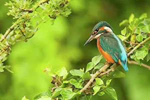England Prints: Common Kingfisher (Alcedo atthis) immature female