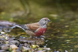 Body Of Water Prints: Common linnet (Carduelis cannabina) (Acanthis cannabina) male drinking water from brook