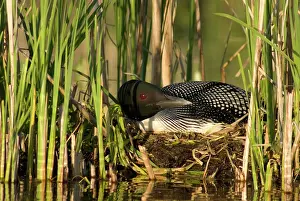 Swamp Prints: Common Loon Gavia Immer, provincial bird of Ontario and state bird of Minnesota