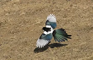 Race Prints: Common Magpie (Pica pica leucoptera) adult