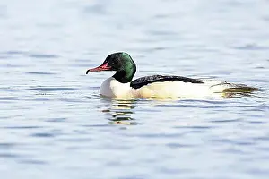 Adult Male Prints: Common merganser (Mergus merganser) male, Germany, Europe