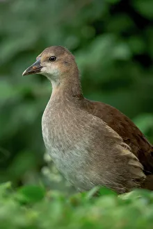 Common moorhen (Gallinula chloropus) juvenile on hedge top