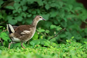 Hedge Prints: Common moorhen (Gallinula chloropus) juvenile on hedge top