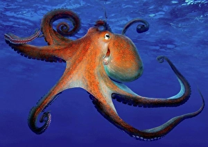 Cephalopod Prints: Common Octopus (Octopus vulgaris), swimming