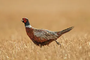 (Common) Pheasant Male (Phasianus colchicus) Norfolk Stubble Field UK