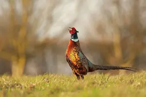 Call Prints: Common Pheasant (Phasianus colchicus) adult male