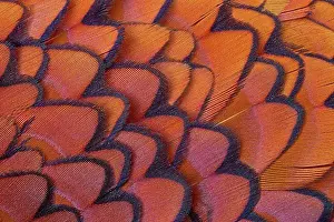 Feed Prints: Common Pheasant (Phasianus colchicus) adult male
