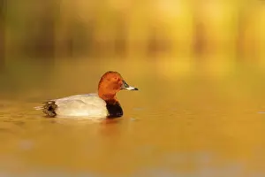 Chordate Prints: Common Pochard (Ayhtya ferina)