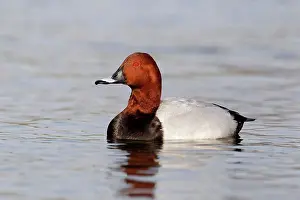 Ponds Prints: Common Pochard (Aythya ferina) adult male, swimming, Warwickshire, England, march