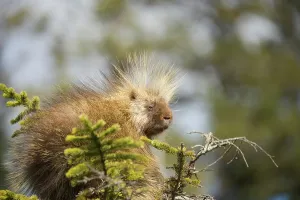 Delta Prints: Common porcupine (Erethizon dorsatum) sitting on a spruce tree