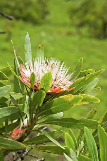 Zulu Kingdom Prints: Common Protea or Sugarbush flower (Protea caffra) The Cavern