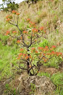 Zulu Kingdom Prints: Common Protea or Sugarbush (Protea caffra) The Cavern