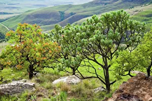Garden Province Prints: Common Protea or Sugarbush (Protea caffra) (left) and the Silver Protea or Sugarbush (Protea roupelliae) (right)