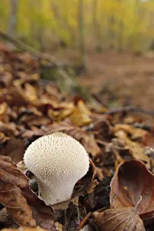 Autumnal Prints: Common Puffball (Lycoperdon perlatum) fruiting body