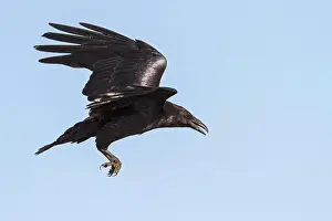 Wing Prints: Common Raven (Corvus corax) flying over a marsh in central Washington State, USA