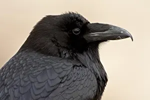 Arizona Prints: Common raven Corvus corax, Petrified Forest National Park