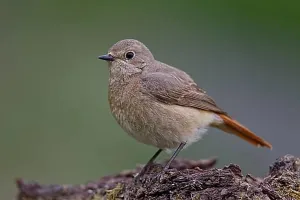Female Animal Prints: Common redstart, female, Phoenicurus phoenicurus, common redstart, female