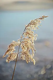 Bavaria Prints: Common reed (Phragmites australis) seeds