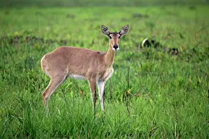 Antelope Prints: Common Reedbuck (Redunca arundinum) adult female