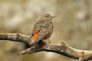 Branches Prints: Common Rock Thrush (Monticola saxatilis), Alpine Zoo Innsbruck, Austria, Europe