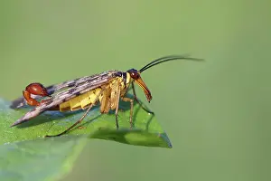 Leaves Prints: common scorpionfly, Panorpa communis