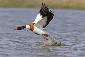 Wildfowl Prints: Common Shelduck (Tadorna tadorna) adult male