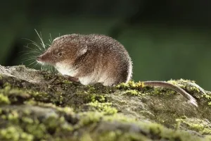 Midlands Prints: Common Shrew (Sorex araneus) adult, sitting on log, Midlands, England, august