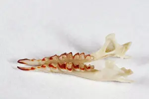 Tooth Prints: Common Shrew (Sorex araneus) jaw