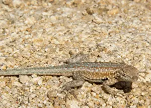 Lizards Prints: Common Side-blotched Lizard, Uta stansburiana, Joshua Tree National Park, California, USA