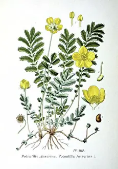 Flower Head Prints: Common Silverweed (Argentina anserina or Potentilla anserina)