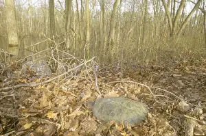 Turtle Prints: Common Snapping Turtle (Chelydra serpentina) at Pond Edge/Blackbird SF/DE, Delaware