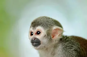 Observe Prints: Common Squirrel Monkey (Saimiri sciureus), animal portrait, captive, Germany, Europe