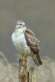 Attentive Prints: Common steppe buzzard (Buteo buteo) light variant