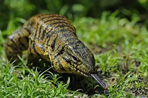 Lizards Prints: Common Tegu (Tupinambis teguixin) adult