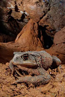 Caves Prints: Common Toad (Bufo bufo) adult female