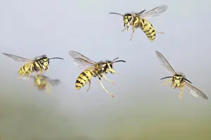 Wasp Prints: Common Wasp - group in flight (Vespula vulgaris). Bedfordshire UK