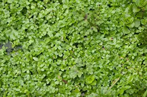 Ponds Prints: Common Water-Starwort (Callitriche Stagnalis) Sussex, Uk