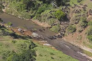 Antelope Prints: common wildebeest connochaetes taurinus crossing river during migration (aerial shot) masai mara