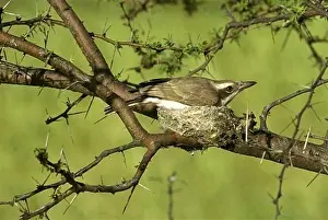 Tamil Nadu Prints: Common Woodshrike (Tephrodornis pondicerianus) adult