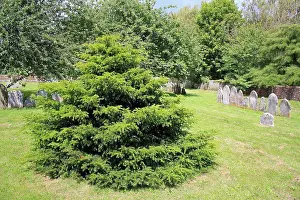 Evergreens Prints: Common Yew (Taxus baccata) Millenium Yew