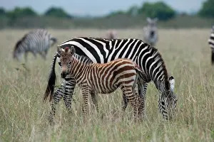 Kenya Prints: a common zebra female with her foal, equus burchelli; masai mara, kenya