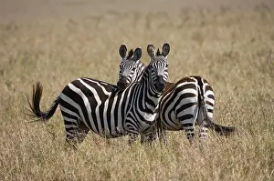 Kenya Prints: common zebra on masai mara plains; kenya; equus burchelli