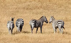 Natural Pattern Prints: Common zebras (Equus quagga) standing in a field