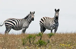 Two Animals Prints: Common zebras (Equus quagga) standing in a field