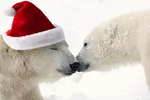 2016 Prints: COMPOSITE: Two polar bears touching noses while one is wearing a santa hat