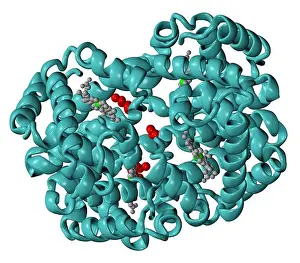 Three Dimensional Prints: Computer generated three-dimensional model of Glycosylated (or glycated) hemoglobin (hemoglobin A1c)