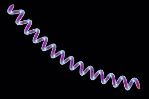 Disorder Prints: Computer illustration of Treponema pallidum, the bacterium which causes syphilis
